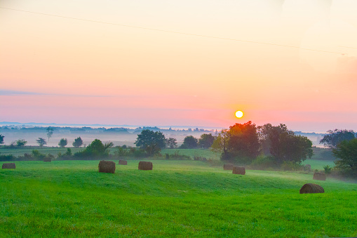 Corn field and beautiful sunrise. Wide photo.