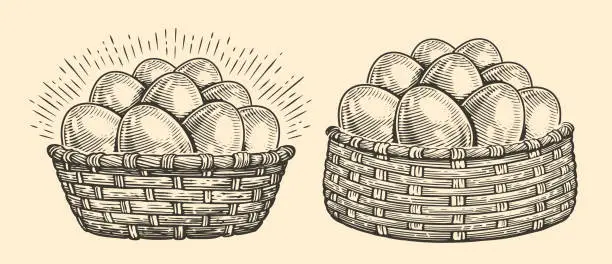 Vector illustration of Chicken eggs in woven basket. Organic farm food. Hand drawn sketch vintage vector illustration