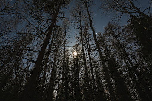 Bright moon light with starry sky, view through the night forest in winter. High quality photo
