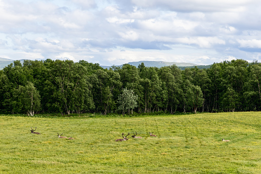 Reindeer lounging in the soft grass of a Scandinavian meadow, encapsulated by the rich tapestry of forest and rolling hills under a cloud-dappled sky