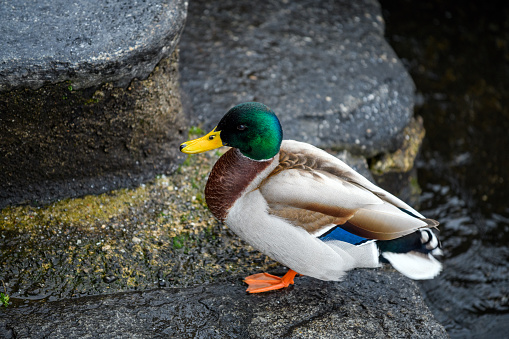 One dirty mallard duck bird waterfowl closeup after being attacked by geese in Hida no Sato folk village lake pond in Gifu prefecture, Takayama, Japan