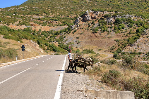 September 13 2023 - Lake Prespa, Albania: Donkeys and farmers (Equus africanus asinus) crossing the road