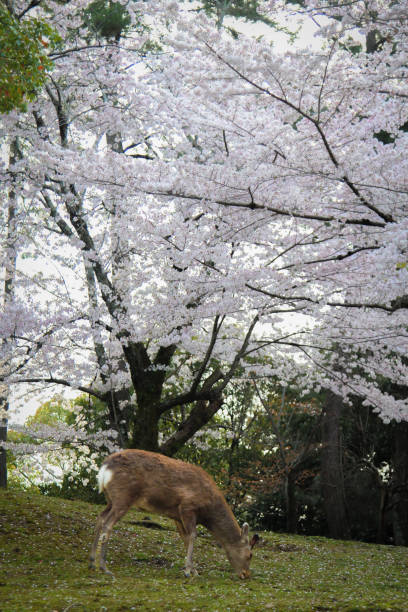 istock nara park cherry blossom deer 2050668124