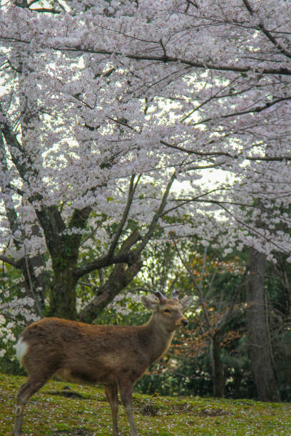 istock nara park cherry blossom deer 2050668125