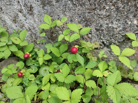 Wild strawberry in forest. Ripe red fruits of strawberry plant