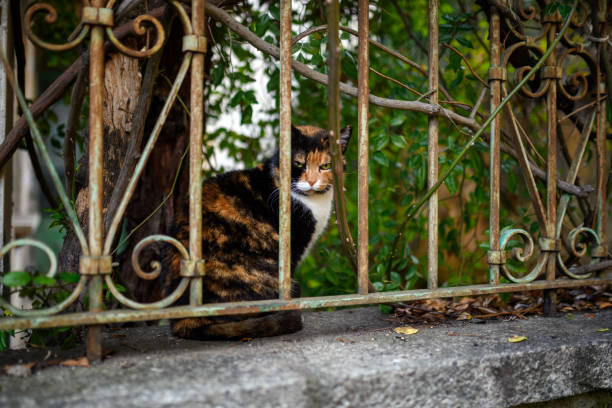 Cat in Orta San Giulio, Italy