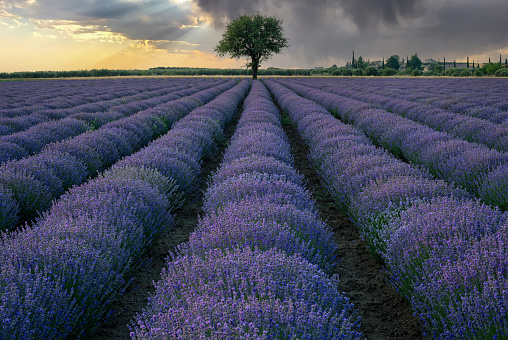 Lavender field in northern Greece at sunset with heavy clouds