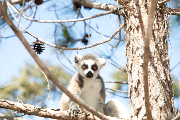 Maki catta (Lemur catta) surprised by somethink.