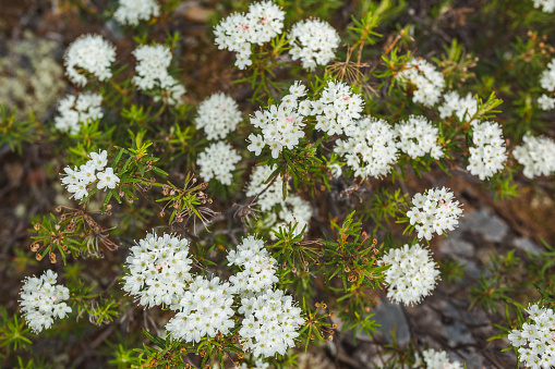 White fresh fragrant rosemary flowers in the tundra