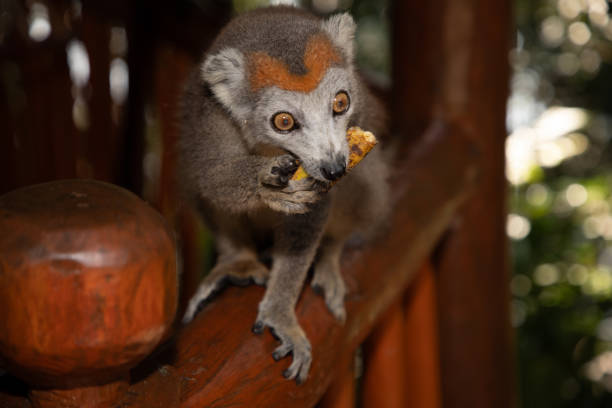 Crowned lemur (Eulemur Coronatus), endemic animal from Madagascar. Palmarium park hotel. selective focus cute funny gray animal with red pattern on head.