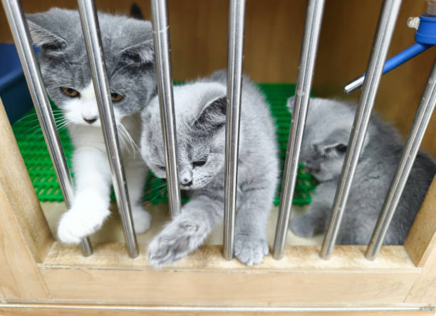 istock Cat pet hotel, pet store. 2050673464