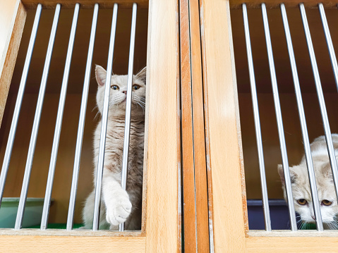 Cat pet hotel, where the owner temporarily stores his pet in the pet hotel when he travels. Modern people tend to keep pets instead of having children.