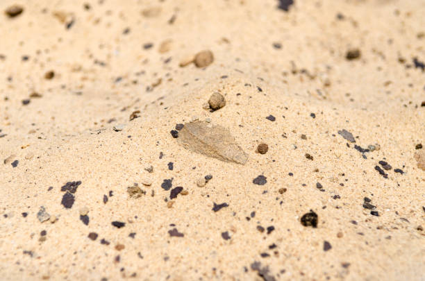 Background. Yellow sea sand with rocks close-up