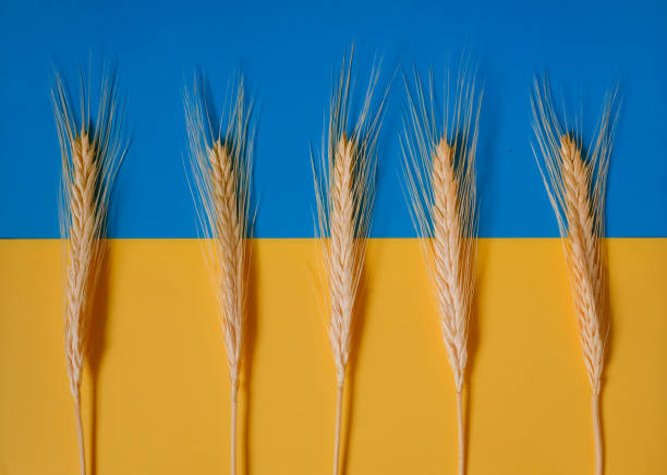 istock Spikelets. Ukrainian Flag Background. Sowing. Harvesting. 2050677743
