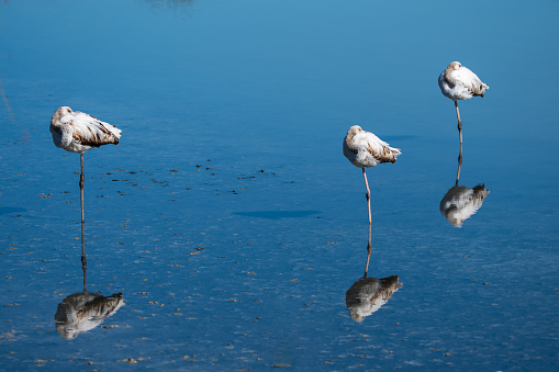 The three juvenile flamingos resting in the water