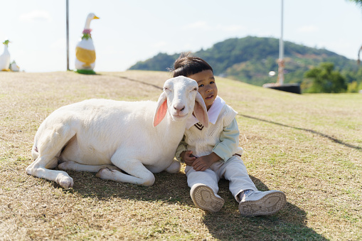 Adorable Asian baby boy playing with group of domestic petting goat at outdoor green lawn farm. Young baby animal experience outdoor learning nature activity concept.