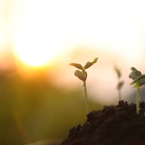 istock small plant sapling growing tree sprout macro closeup with sunlight 2050705853