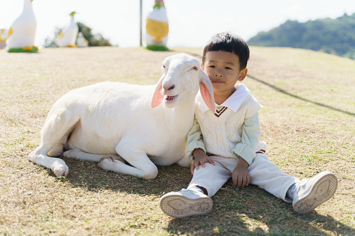 Adorable Asian baby boy playing with group of domestic petting goat at outdoor green lawn farm. Young baby animal experience outdoor learning nature activity concept.