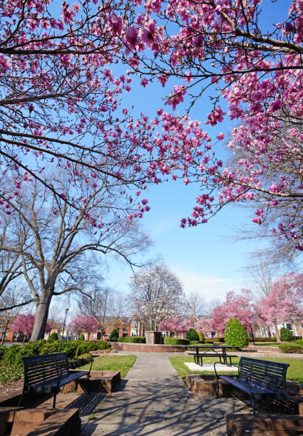 istock Spring trees in bloom in Capitol Park , downtown Raleigh 2050711931