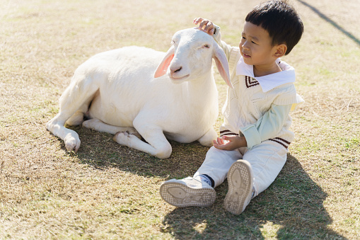 Adorable Asian baby boy playing with group of domestic petting goat at outdoor green lawn farm. Young baby animal experience outdoor learning nature activity concept.