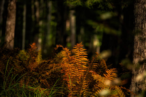 red fern leaves in a dark forest in sunlight