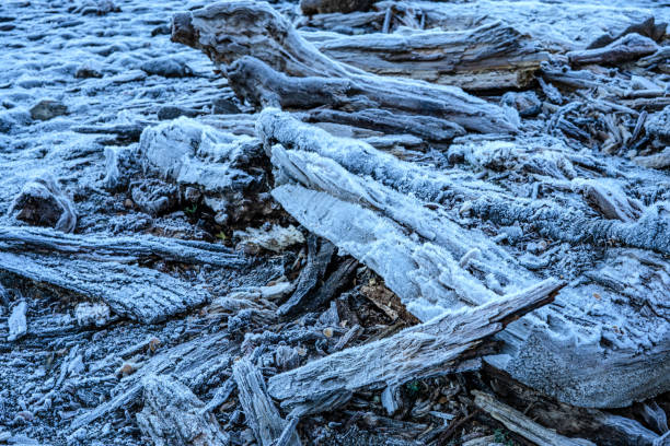 frostbedeckte holzreste am wintermorgen - silvara stock-fotos und bilder