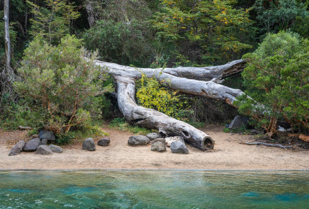 umgestürzter baumstamm am sandstrand eines abgelegenen patagonischen strandes - silvara stock-fotos und bilder