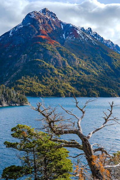 lebendige bergflora mit blick auf den blauen patagonischen see - silvara stock-fotos und bilder