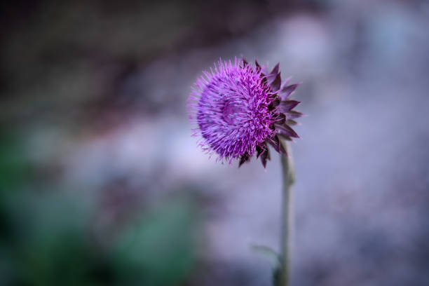 solitäre distelblume in blüte mit weichem bokeh-hintergrund - silvara stock-fotos und bilder