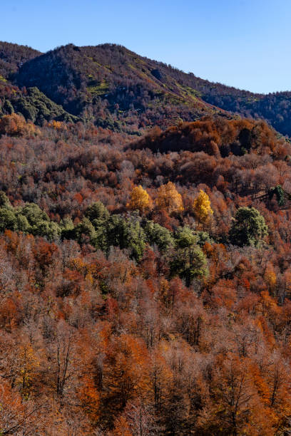 herbstliche farbtöne am bewaldeten berghang - silvara stock-fotos und bilder