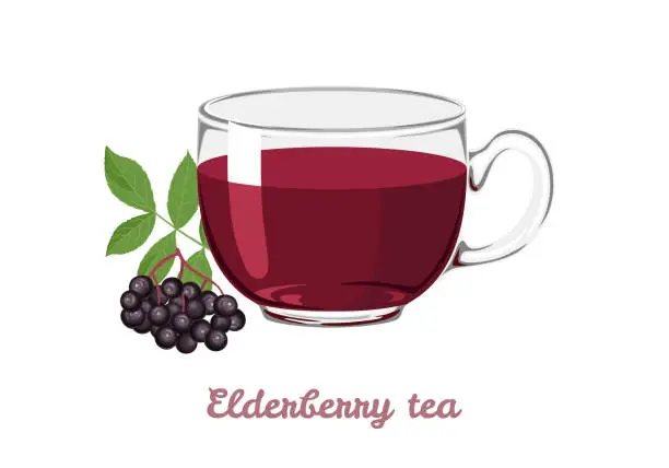 Vector illustration of Elderberry tea in transparent glass cup. Vector cartoon illustration of sambucus berry tea.
