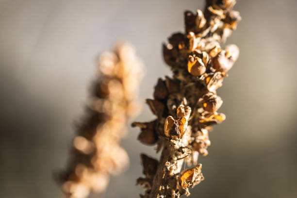 A closeup of a dried flower in sunlight