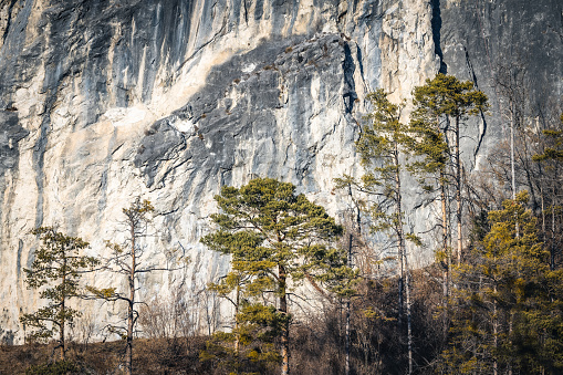 A massive cliff on a mountain's edge in a dense forest