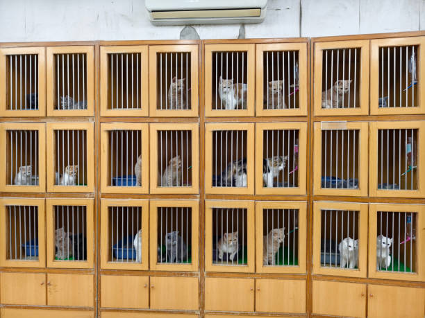 Cat pet hotel, where the owner temporarily stores his pet in the pet hotel when he travels. Modern people tend to keep pets instead of having children. Wooden cat cages are stacked one on top of another to save space in the pet shop