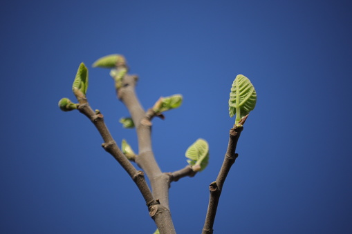 March, Backgrounds, Beauty In Nature, blooming flowers. Early spring collection.