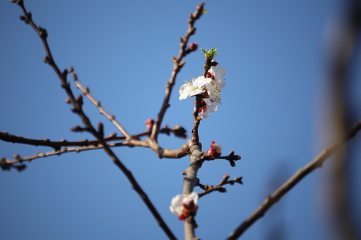 March, Backgrounds, Beauty In Nature, blooming flowers. Early spring collection.