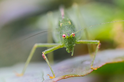 A green grasshopper on a leaf in nature at day