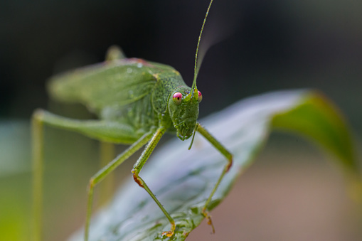 A motionless grasshopper in its natural environment in the tropical rainforest of Bali in Indonesia.