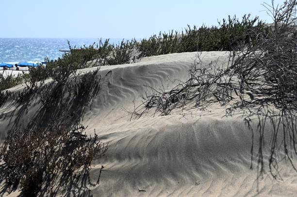 istock The dune of Maspalomas in Gran Canaria 2050766432