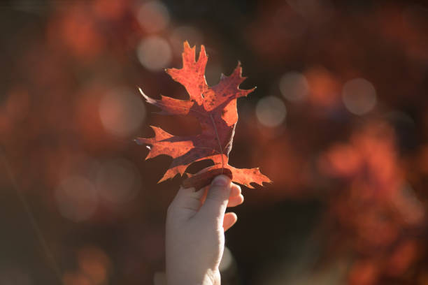 child with autumn leaves. Love autumn. Selective focus.