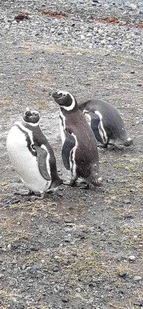 istock Island full of penguins 2050779164
