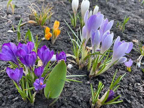 Multicoloured crocus in the garden. Spring flowers