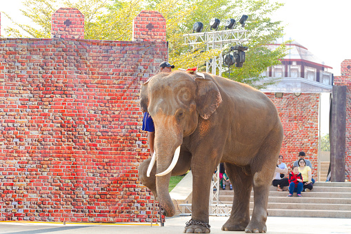 Thai man is getting up on elephant. Asian elephant is posing front leg as climbing aid. Scene is close to King Naresuan monument in Lampang. Elephant is standing on small square near monument. In background is articial ancient looking wall for upcoming historical event around monument following day. Part of a series of photos