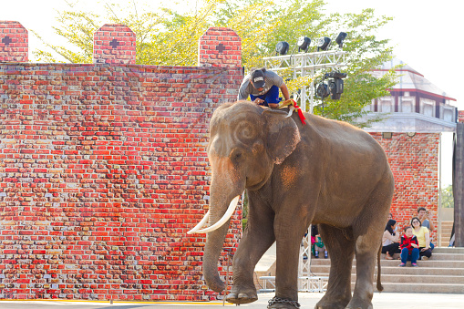Thai man is taking a seat on Asian  elephant. Asian elephant is posing front leg as climbing aid. Scene is close to King Naresuan monument in Lampang. Elephant is standing on small square near monument.  In background is articial ancient looking wall for upcoming historical event around monument following day. Part of a series of photos