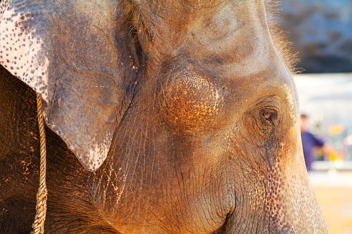 Detail of thai elephant head