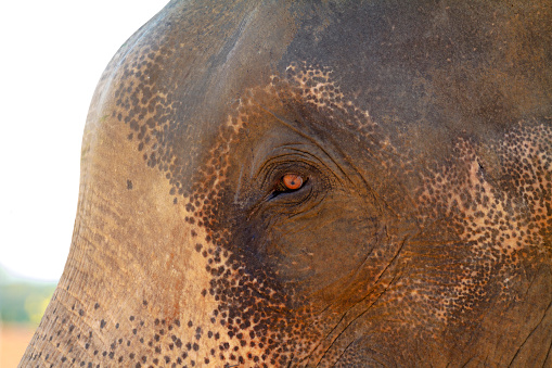 Eye and head of thai elephant