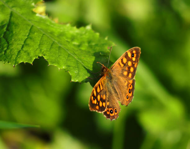 Close-up of a beautiful butterfly. Viewed at Butterfly Gardens located in Victoria, British Columbia.