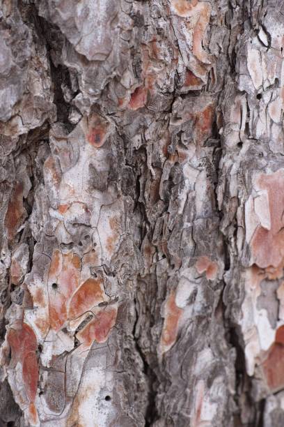 istock A close-up shot of a tree bark. 2050810488