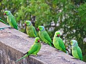THE CONFERENCE OF PARROTS