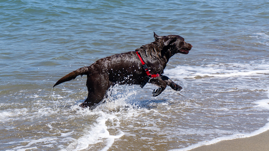 San Francisco, USA - August 2019: Black dog jumping in the sea on a summer day